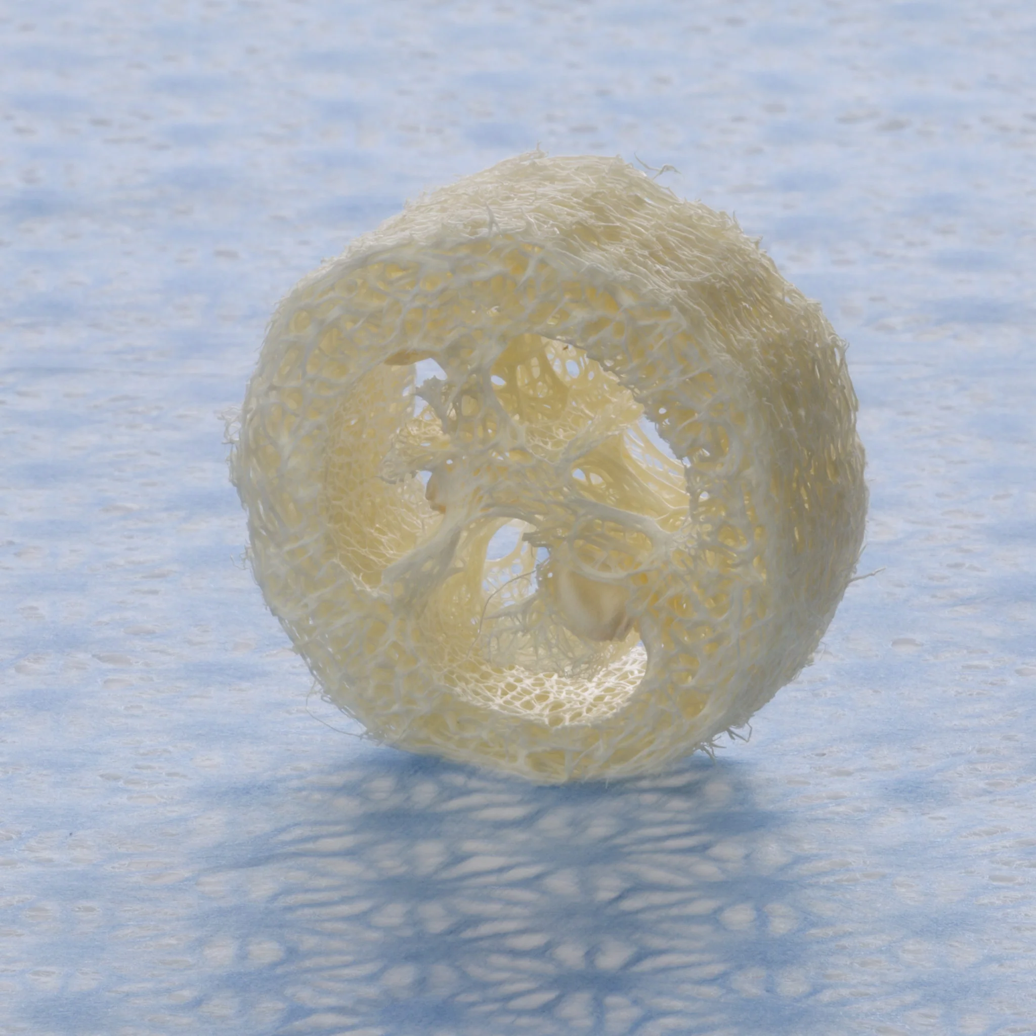 Loofah Slice - 7/8" thick - Image 2